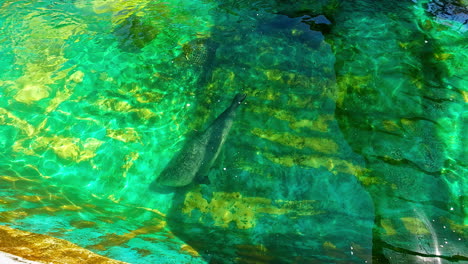 slow motion shot of a seal swimming in the water of a pool in the attican zoological park in athens, green poollight, static and copy space