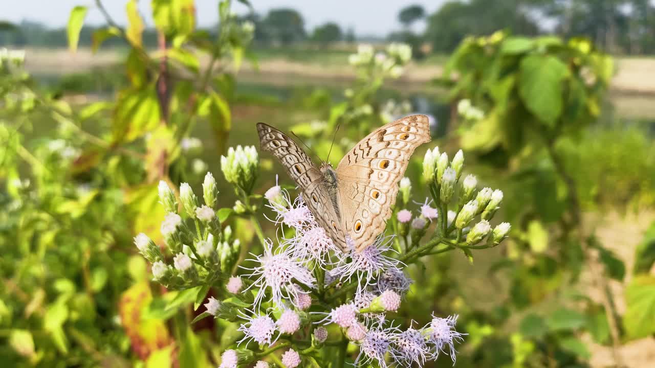 Primo piano di una farfalla pansé grigia posata su un colorato fiore di erba siamese che ondeggia nella brezza