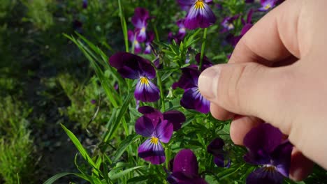 close up of hands tenderly feeling the petals of stunning purple color flowers in garden representing spring season