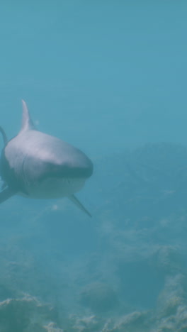 a shark swims through the clear blue water