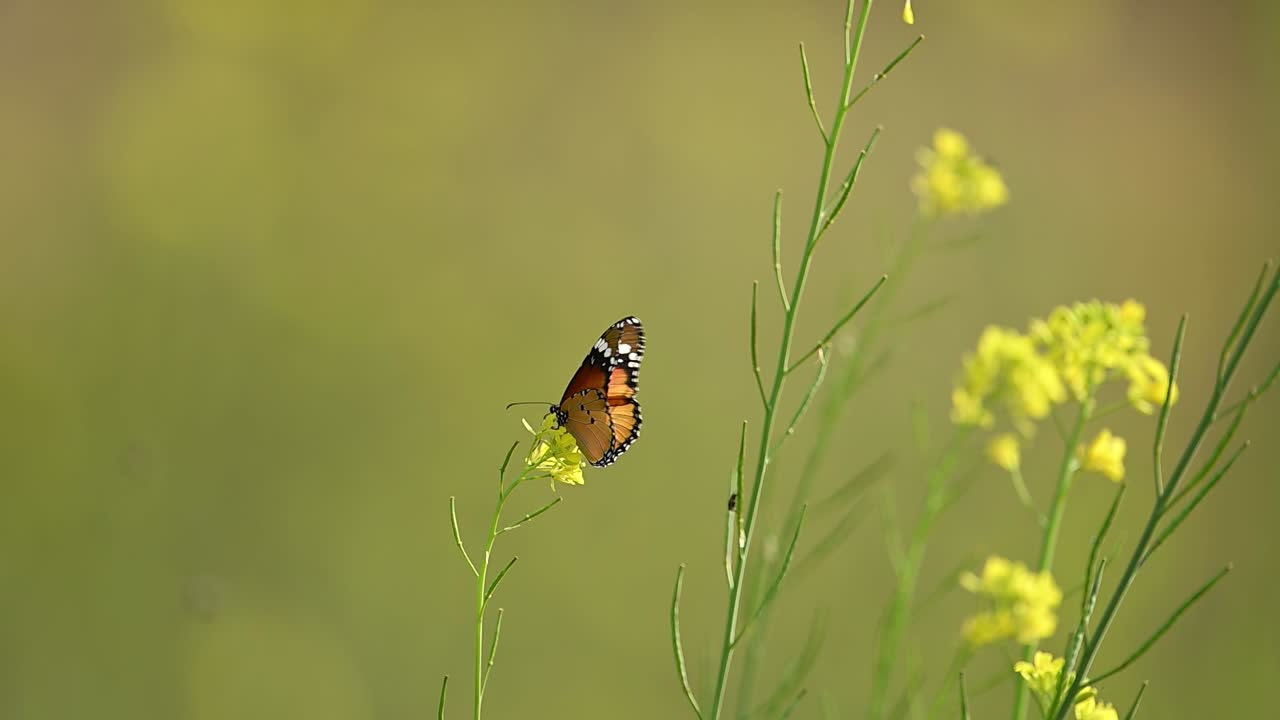 Una vivace farfalla monarca comune (Danaus chrysippus) che sugge il nettare da un fiore di senape giallo brillante. Le sue ali arancioni con bordi bianchi e neri creano un bellissimo contrasto con i petali.