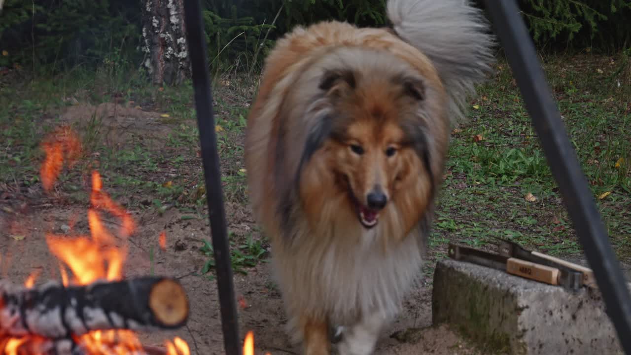 un lindo perro collie caminando detrás de una parrilla de fuego de campamento