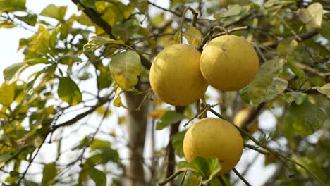 ripe and green pomelo fruit tree in the garden