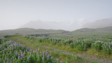 un tranquilo camino de campo que serpentea a través de un campo de lupinos púrpura con flores en islandia