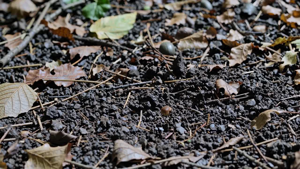 Close-up video of a mushroom on forest floor, surrounded by dry leaves