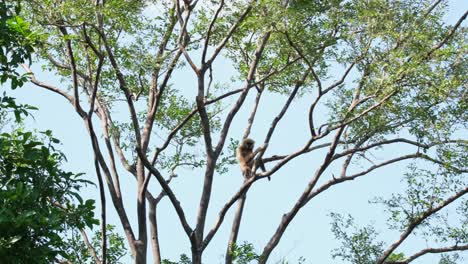 lar gibbon, hylobates lar, female