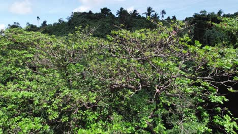 Sobrevuelo-Aéreo-De-La-Copa-Del-árbol-Con-Murciélagos