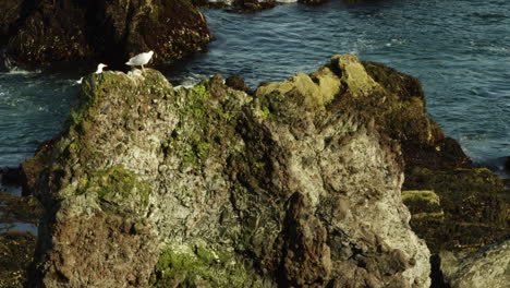 Seagull-in-coastline-in-Snaefellsnes-Peninsula,-Iceland,-wide-shot-zoom-out