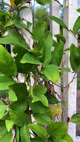 green vines climbing a white fence