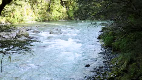 clear mountain stream flows rapidly through dense, green rainforest under natural daylight. camera pans gently, revealing mossy banks and vibrant foliage