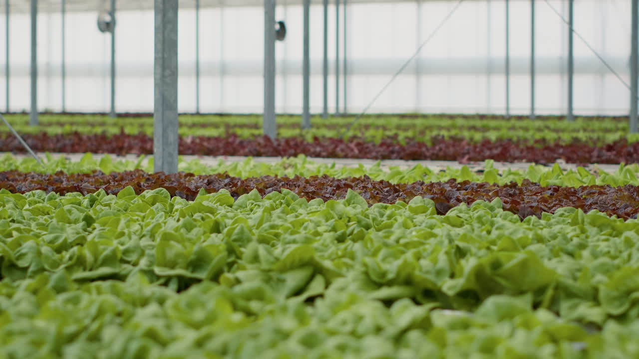 온실 에서 자라는 사탕수수