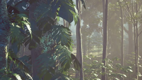 lush forest during golden hour with vibrant foliage and soft light
