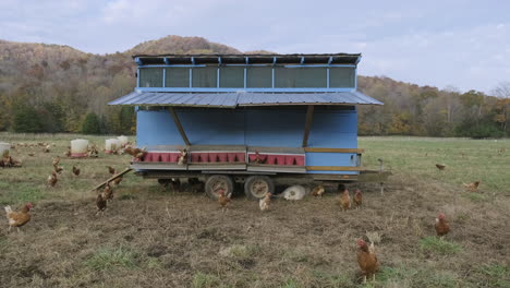 Breite-Statische-Aufnahmen-Eines-Wachhundes,-Der-Unter-Einem-Hühnerstall-Auf-Der-Farm-Schläft,-Während-Hühner-Ihren-Geschäften-Nachgehen