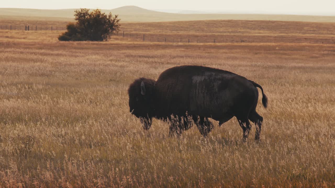 cerca de un bisonte búfalo caminando a través de un campo