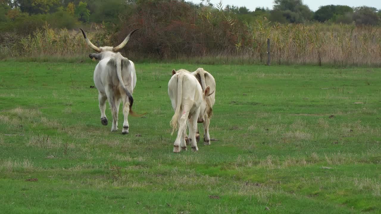 Lovely Hungarian cattle family walks towards the wilderness with the calves following the cow in Hortobágy