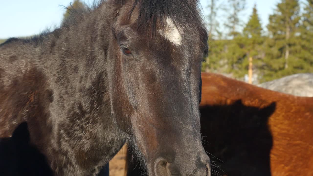 caballos en un establo
