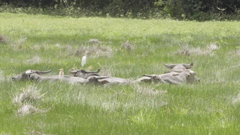 Un-Pequeño-Grupo-De-Garcillas-Bueyeras-Descansando-Sobre-Las-Espaldas-De-Un-Búfalo-Relajándose-En-Un-Prado,-Sudeste-Asiático