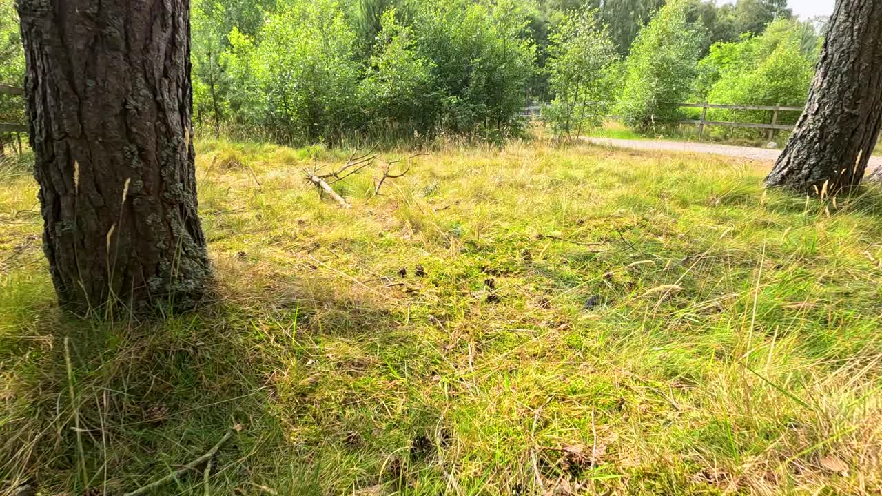 Camera glides low through sunlit pine trees and wild grass, revealing a tranquil Highland landscape