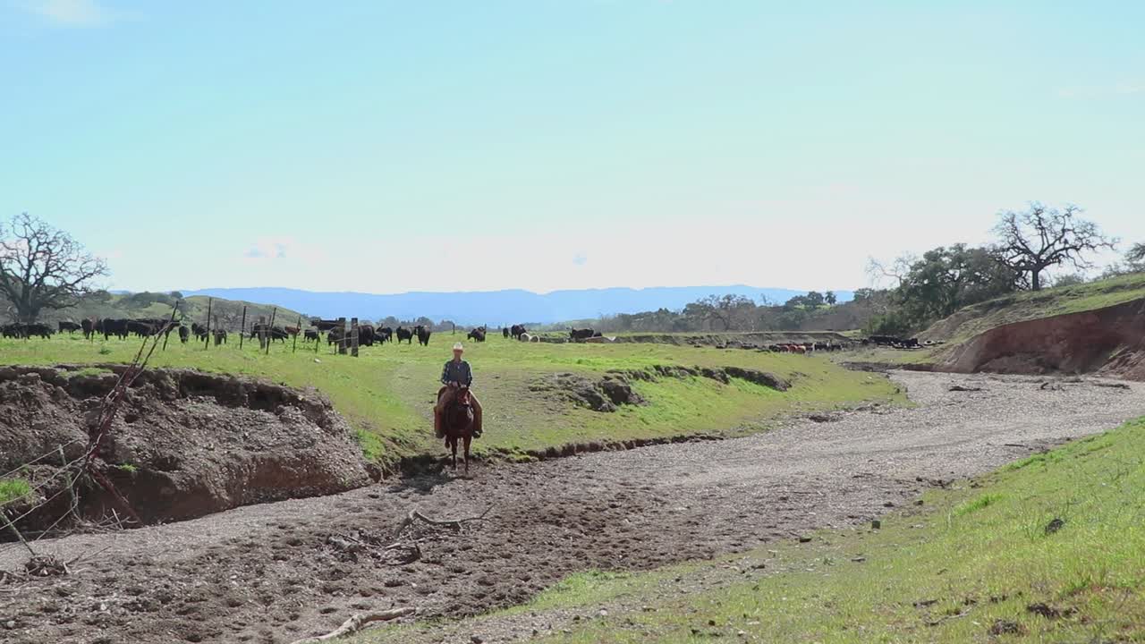 el vaquero terminó de mover su ganado, así que cabalga hacia la cámara y se aleja de su manada