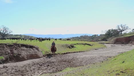 Cowboy-finished-moving-his-cattle-so-he-rides-back-towards-the-camera-and-away-from-his-herd