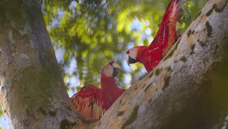 Two Scarlet Macaws fiercely compete for a branch, their colors dazzling in rainforest slow motion