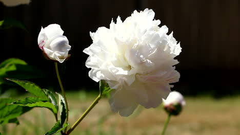 Rosas-Blancas-Sobre-Tallos-Verdes-Que-Se-Balancean-Suavemente-En-El-Jardín