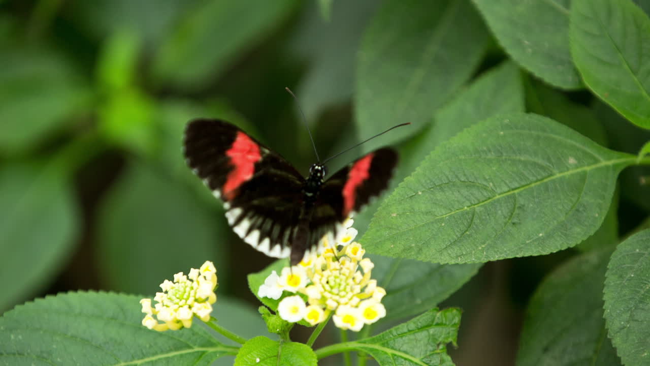 나비 클로즈업 07 1