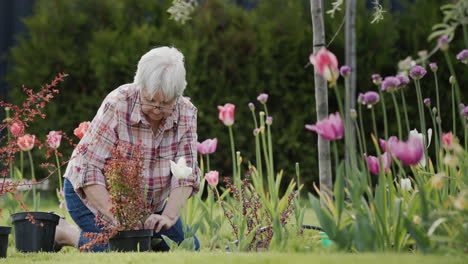 La-Mujer-Mayor-Está-Plantando-Flores-En-Su-Jardín.-Personas-Mayores-Activas.-Vídeo-4k