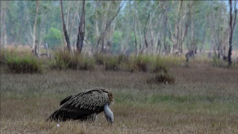 The-Himalayan-Griffon-Vulture-is-Near-Threatened-due-to-toxic-food-source-and-habitat-loss