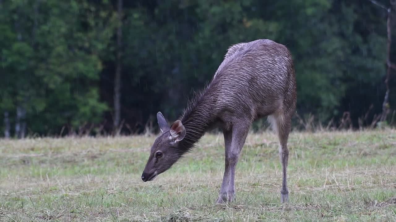 el ciervo sambar es una especie vulnerable debido a la pérdida de hábitat y la caza