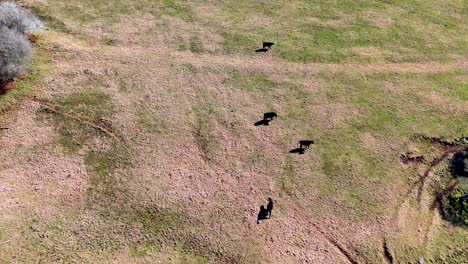 aerial view of several cows walking across a sunlit, grassy hillside near a winding creek in rural dorrigo, new south wales. smooth drone movement, midday natural lighting