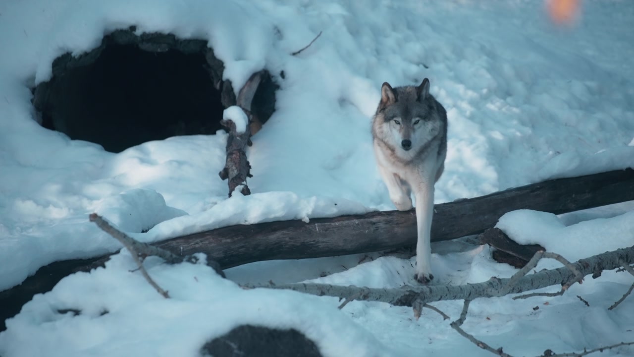Grey wolf running through the woods in winter