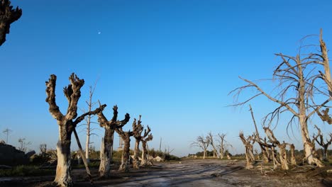 dead trees left after devastating floods in historic resort town, epecuen