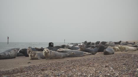 herd of marine seals lying on the sandy beach shore of horsey gap norfolk england uk