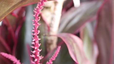 a detailed view of a pink tropical plant with delicate flowers, captured in natural lighting