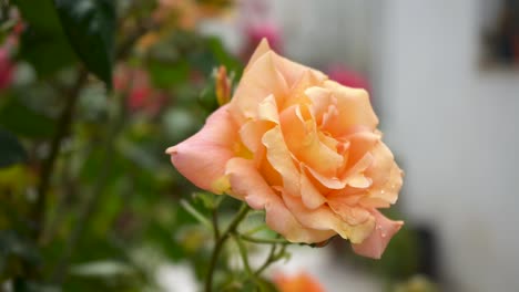 Nahaufnahme-Einer-Wunderschönen-Pfirsichrosenblume,-Die-Im-Garten-Blüht