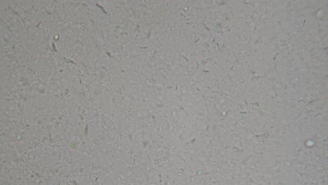shampoo under microscope with abrasive particles, microplastics