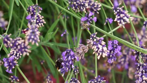 abejorro volando y sentado en la flor de un arbusto de lavanda púrpura, cosechando y polen