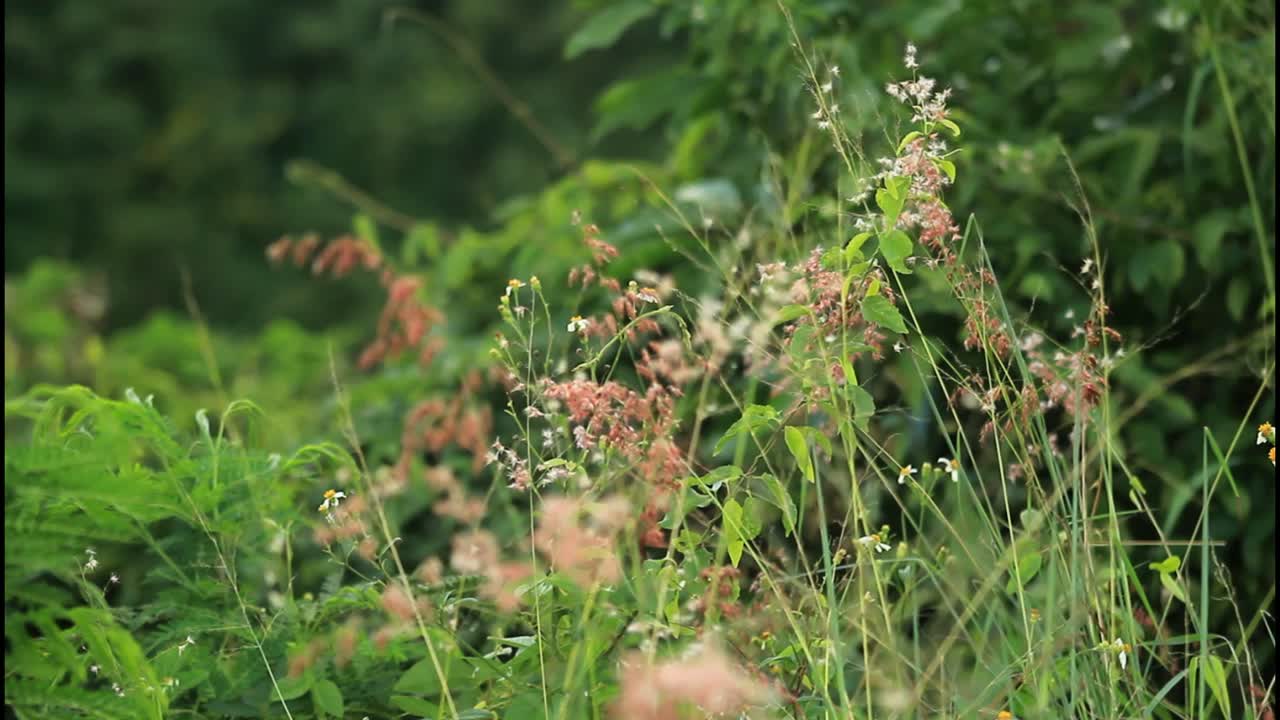 plantas y flores silvestres