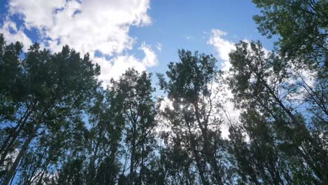 timelapse vista del paisaje del bosque de pinos hasta el cielo con nubes moviéndose en el cielo durante el día de verano en alberta, canadá - parque nacional banff