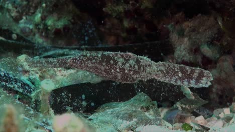 brown robust ghost pipefish well camouflaged on coral reef