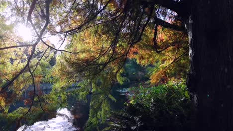 Eine-Kurze-Aber-Schöne-Szene-Im-Wald,-Während-Einer-Reise-Nach-England