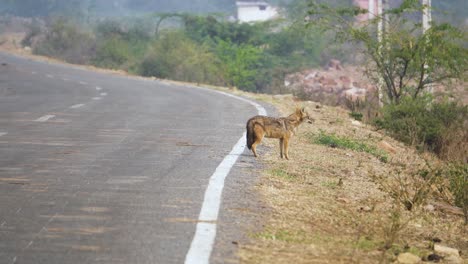 Nahaufnahme-Eines-Goldschakals-Oder-Canis-Aureus,-Der-Die-Straße-Im-Norden-Zentralindiens-überquert