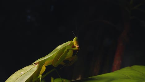 on a rainforest leaf, a cobra mantis in peru meticulously cleans its legs in this closeup view.
