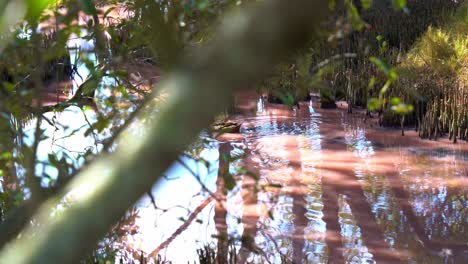 dabbling duck grey teal spotted paddling across the water in the high salinity pink mangrove wetlands, foraging for aquatic invertebrates, blue-green algae bloom during dry season