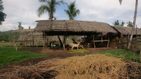 herd of goats in a local farm shed in the philippines. static-handheld