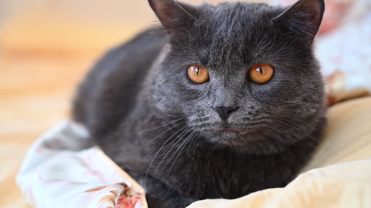 En grå British Shorthair-kat med klare orange øjne, der hviler på et mønstret sengetæppe