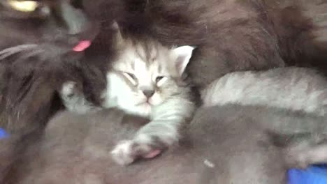 kittens