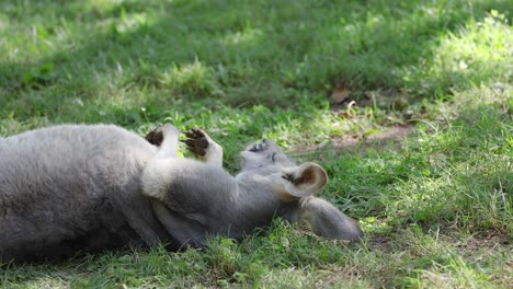 a kangaroo lying on grass, scratching itself