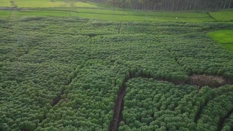 Drone-shot-of-beautiful-idyllic-Cassava-Plantation-lighting-in-sun